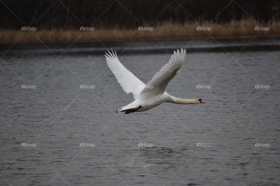 A swan spreading its huge wings