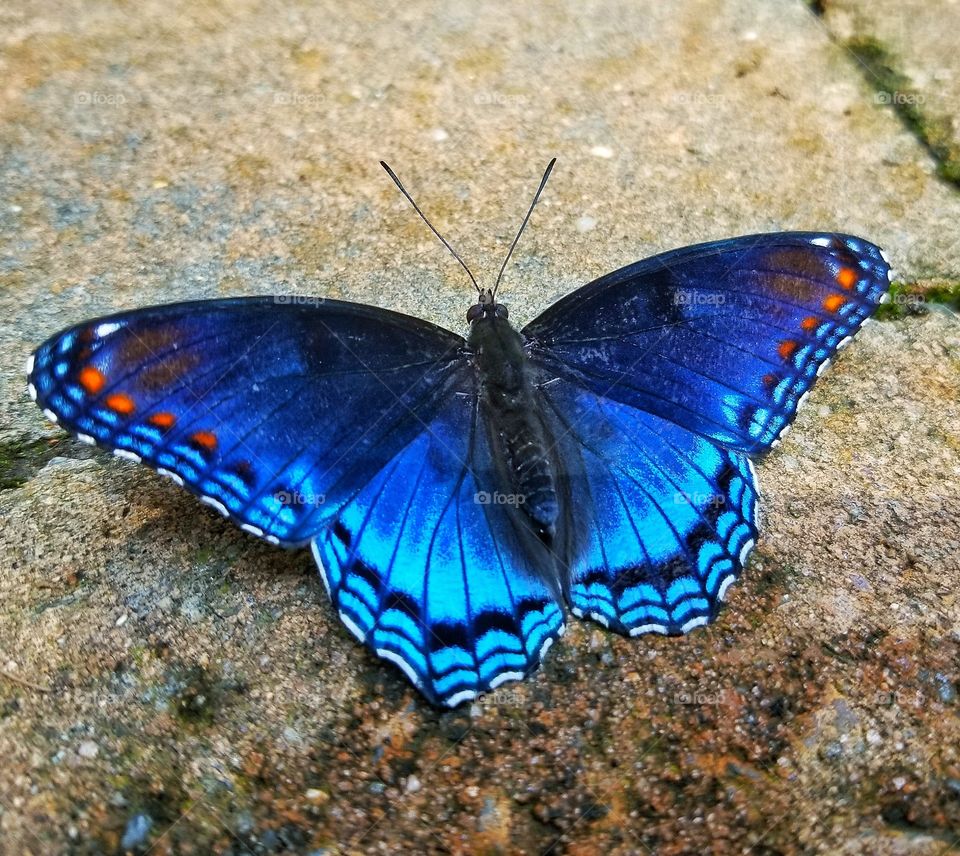 blue butterfly on a bright sunny day