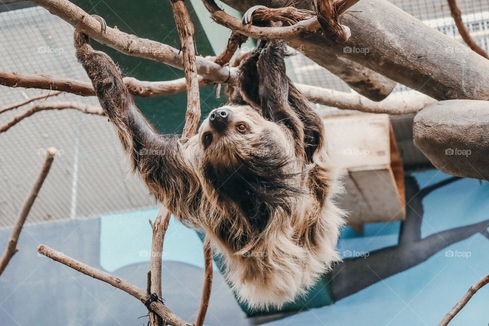 Sloth close up