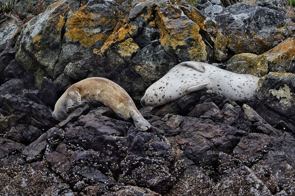 Harbor seals taking it easy