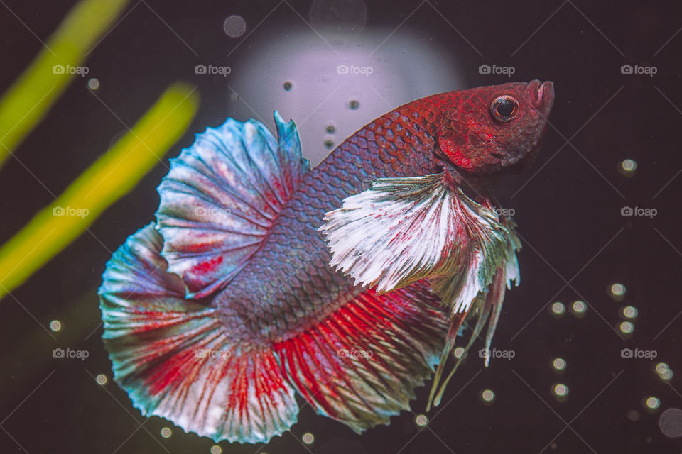 Beautiful Dumbo Ears Betta fish in a planted tank