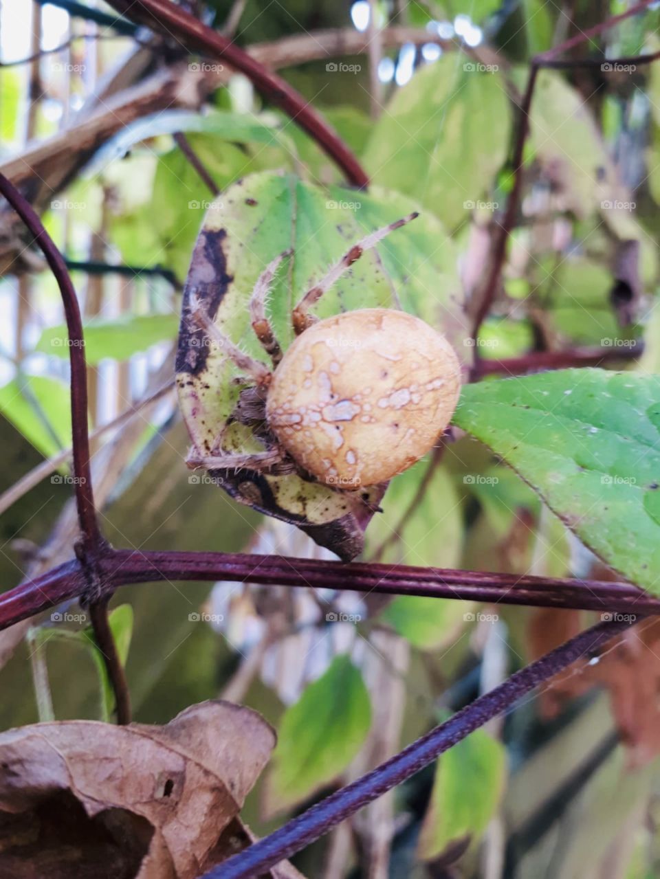 Not sure what spider this is? But it looks like a mushroom on legs lol 😂