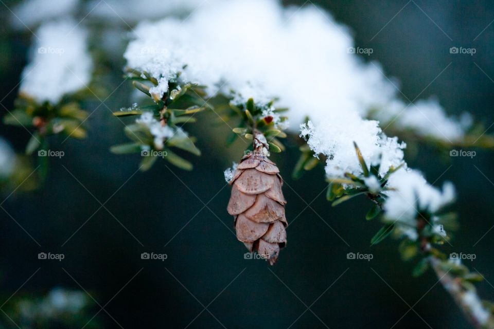 Pinecone in the Snow
