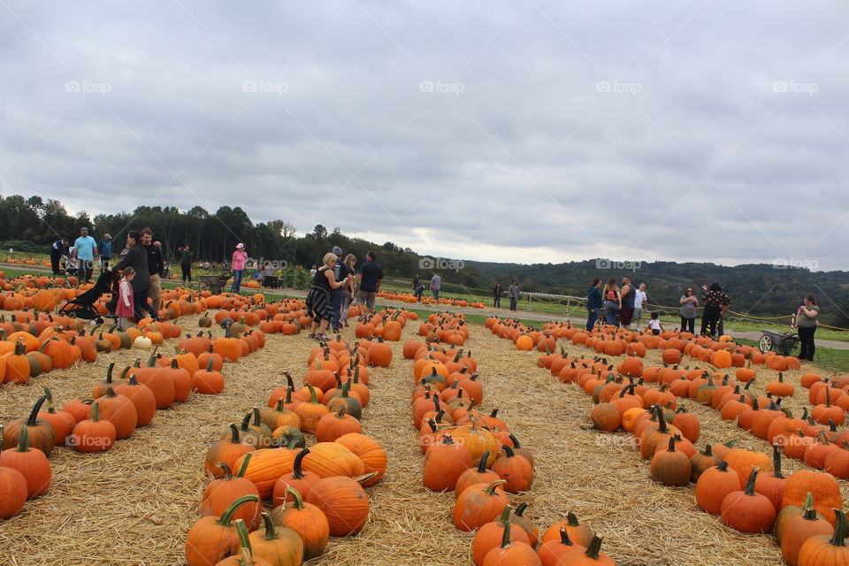 Fall is pumpkin picking season 