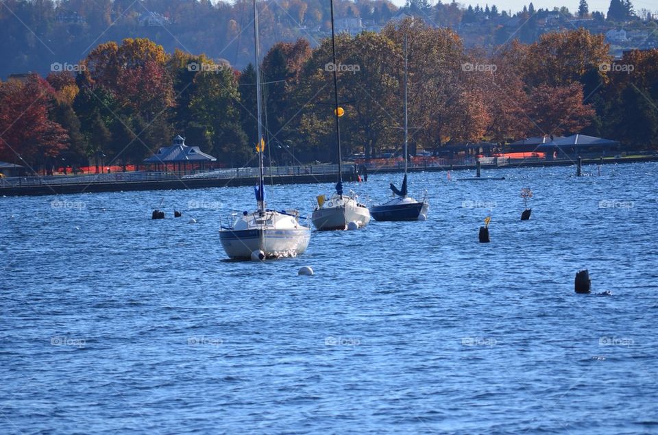 Three sailboats on the lake