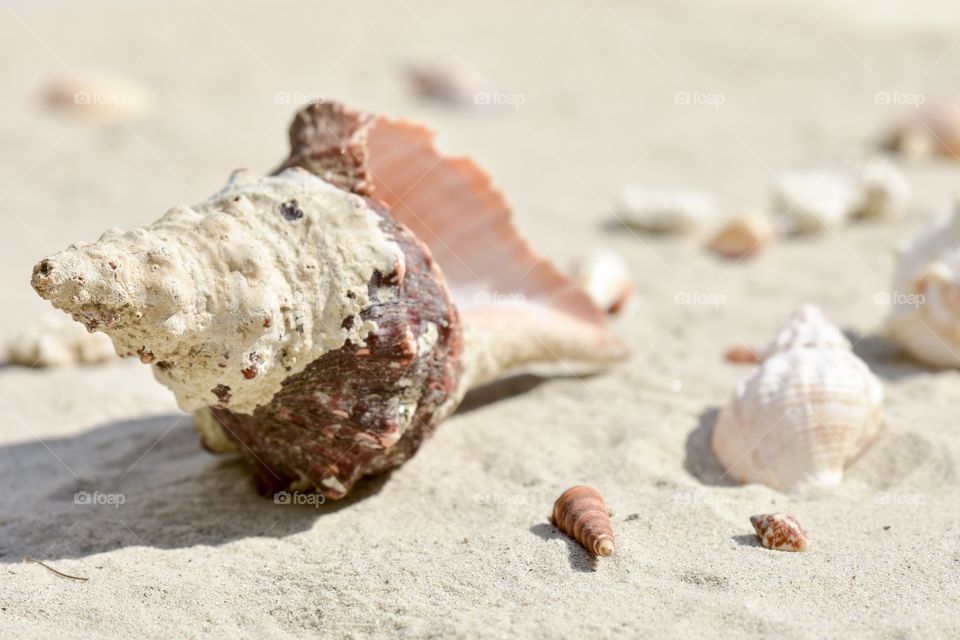 Close-up of a conch shell