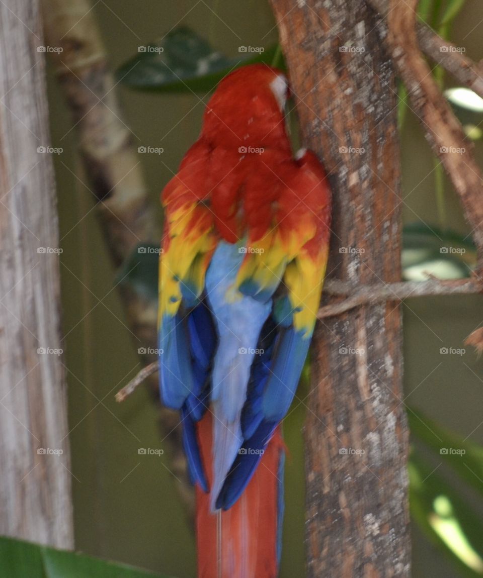 The back of a colorful parrot sitting on a tree limb