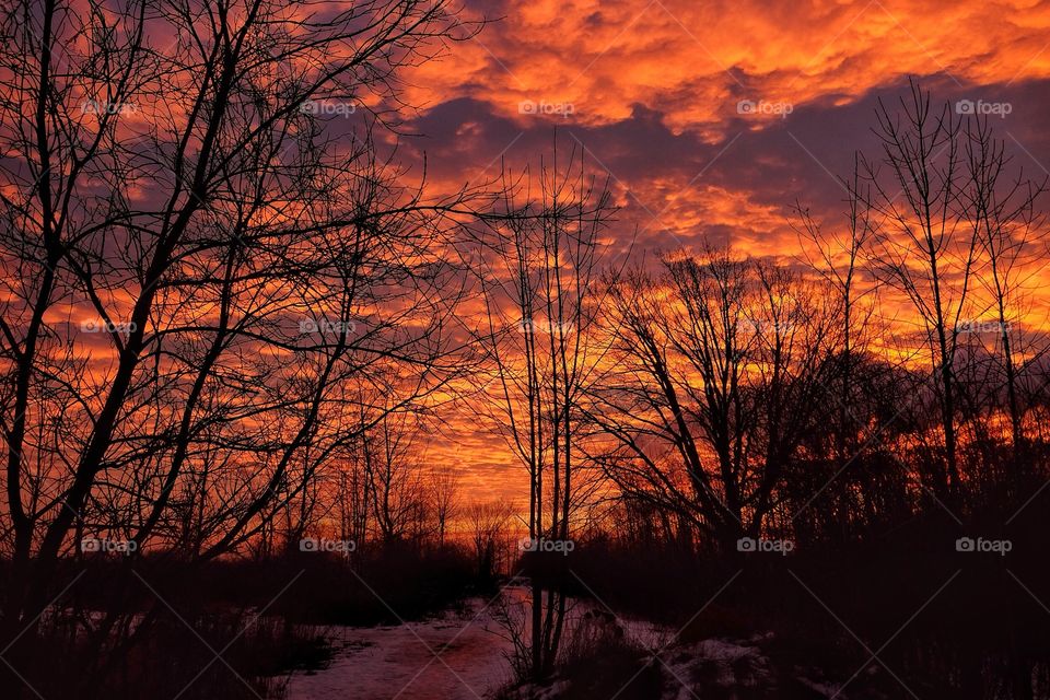 Silhouette of bare tree