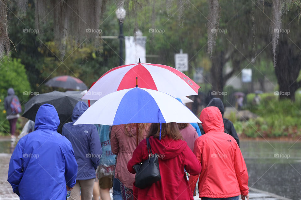 Group of people walking in the rain with their umbrellas in Florida. 