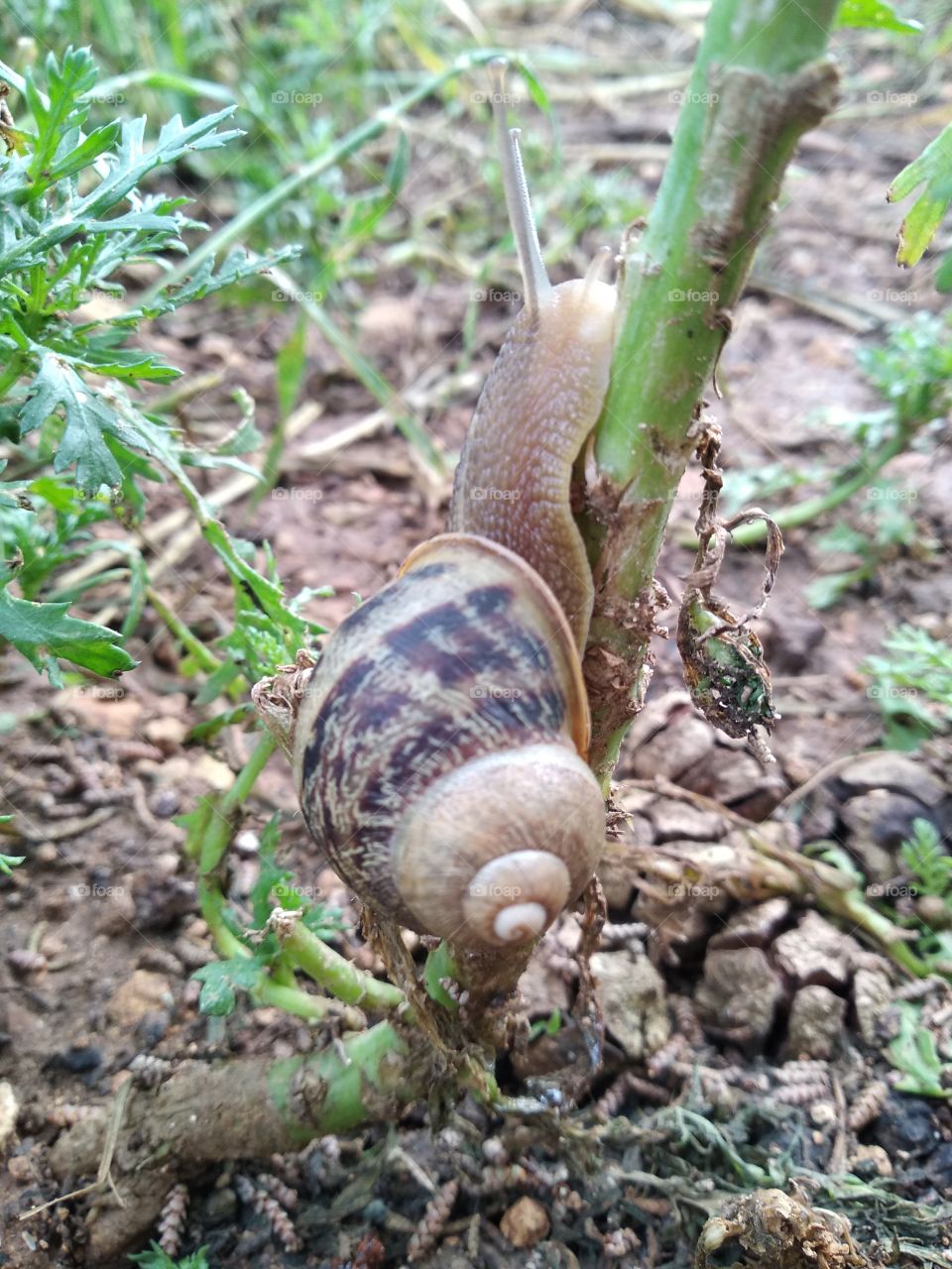 Snail