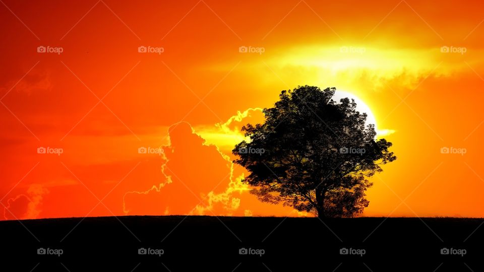 Tree silhouette 
