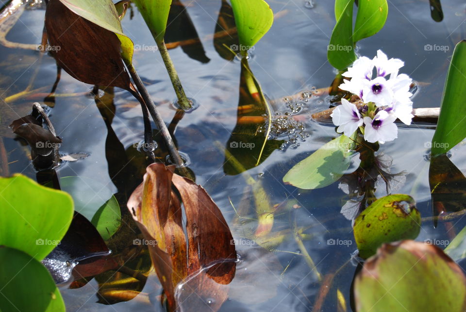 Beautiful, exotic water lilies on Brazilian swamp. Stunning scenery. Calm water. Photo taken at the famous Chapada Diamantina, in Bahia. Amazing, warm lighting.