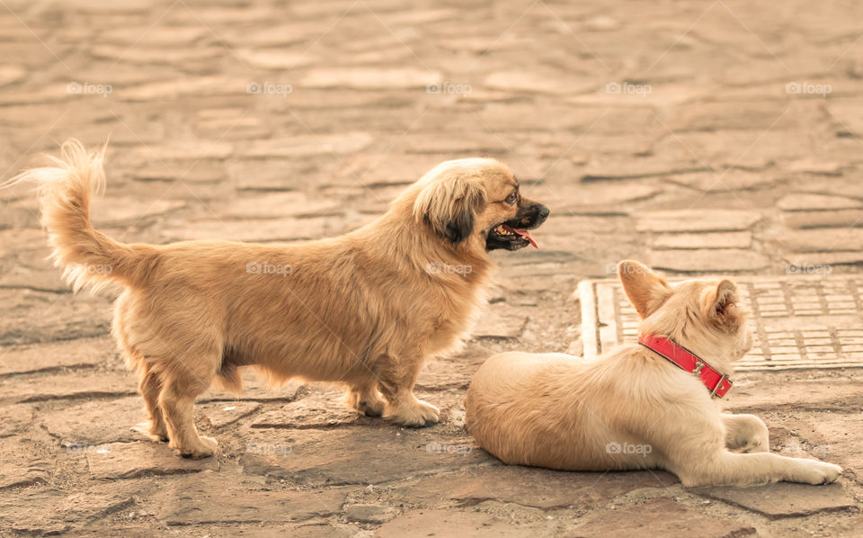 Two Small Dogs On The Street
