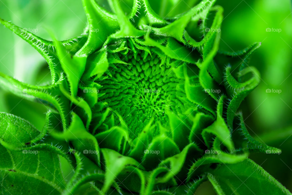 shape near a sunflower candidate