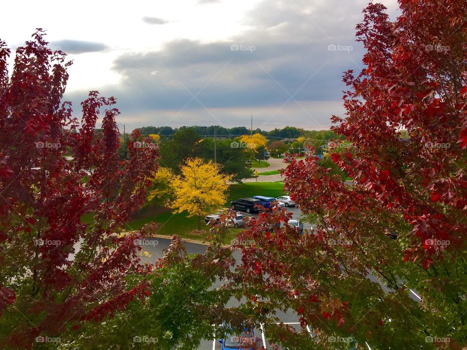 Autumn trees