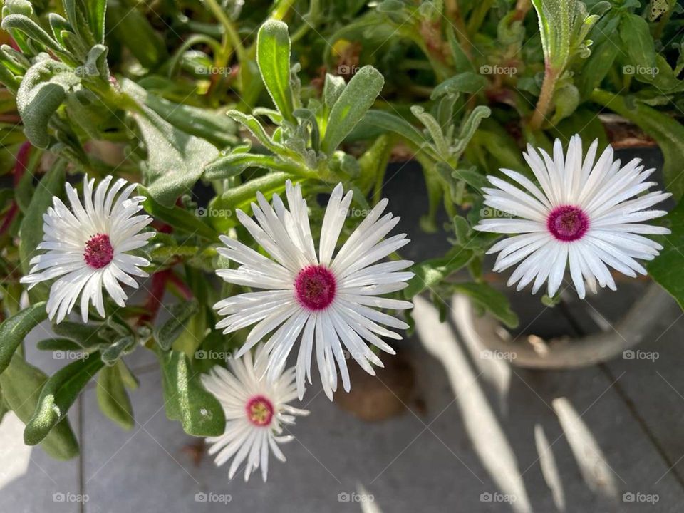 Livingstone daisy