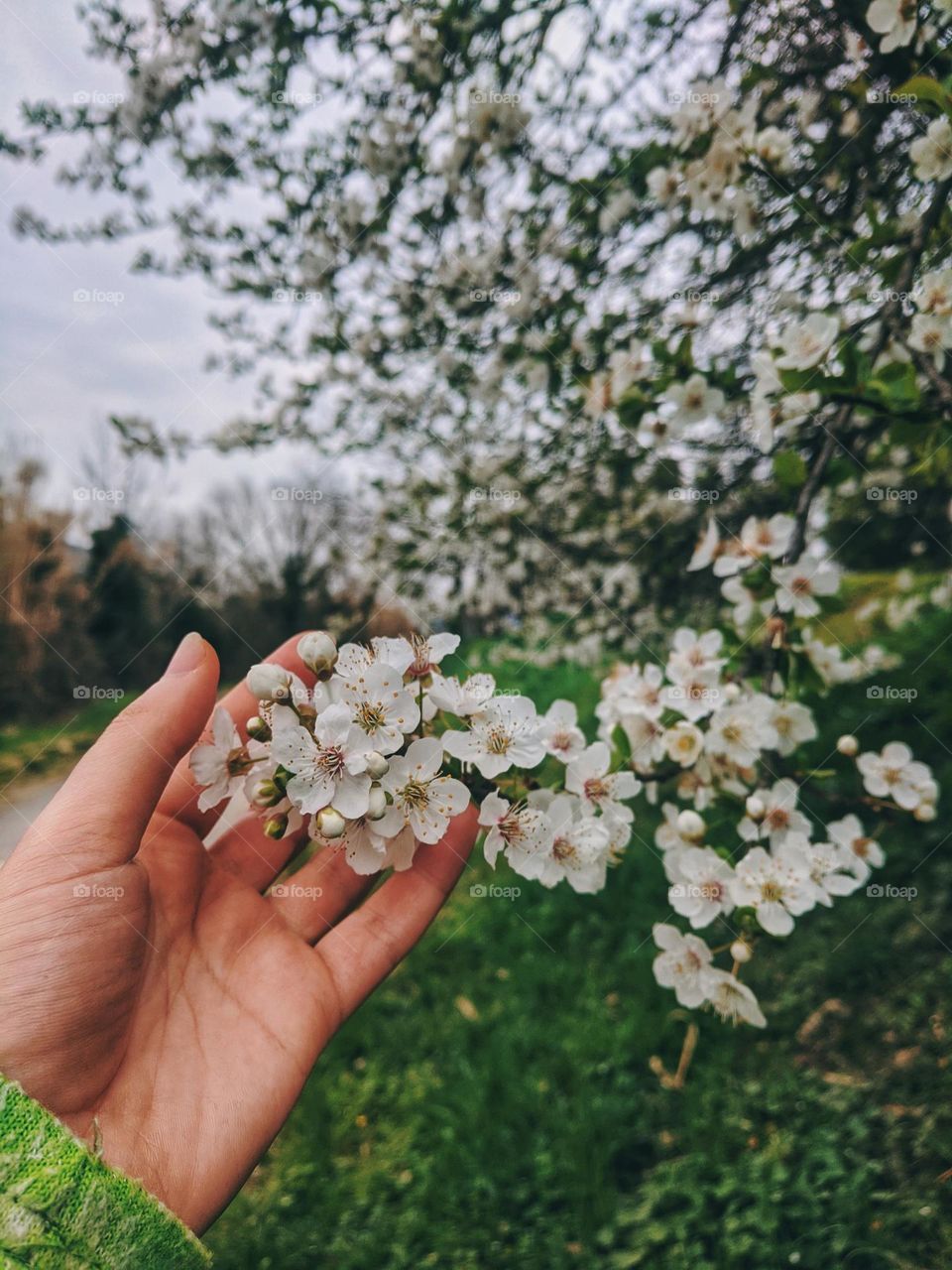 Top view of cherry,  fruit branch close up. Spring garden.  Blooming plant