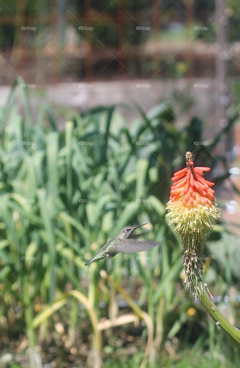 Hummingbird in action