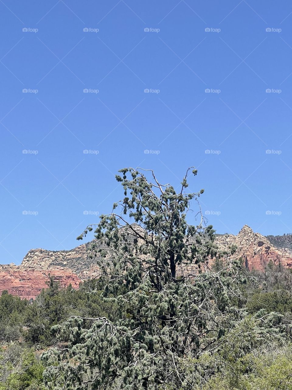 Tree’s are vital for the humans being to survive. Oxygen and healing.