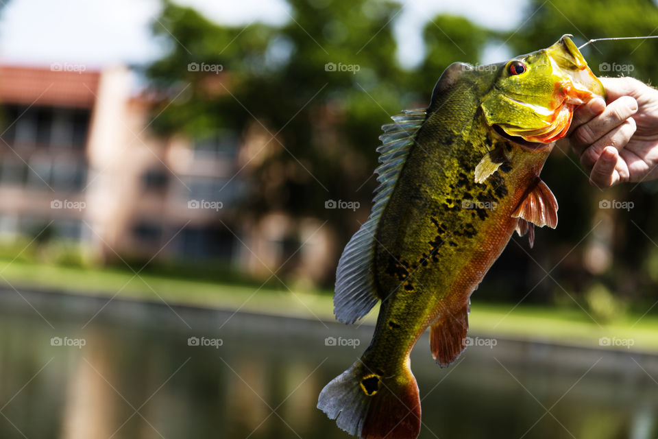 Exotic Peacock Bass