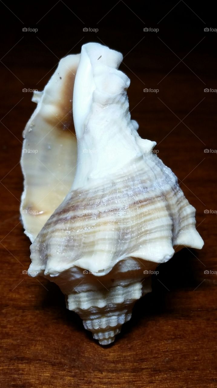 caracol de mar
