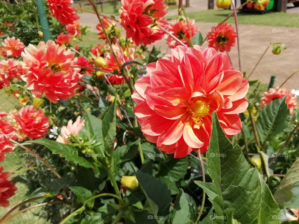 You go crazy when you look at these flowers # sometimes words are not enough to describe them.. Beautifully awesome