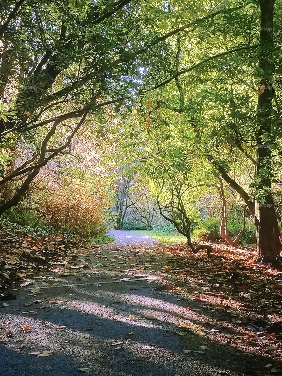 Washington Park Trees