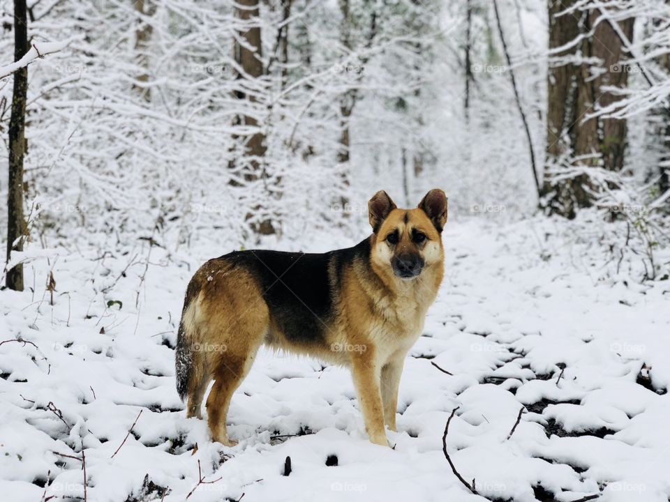 Dog in winter