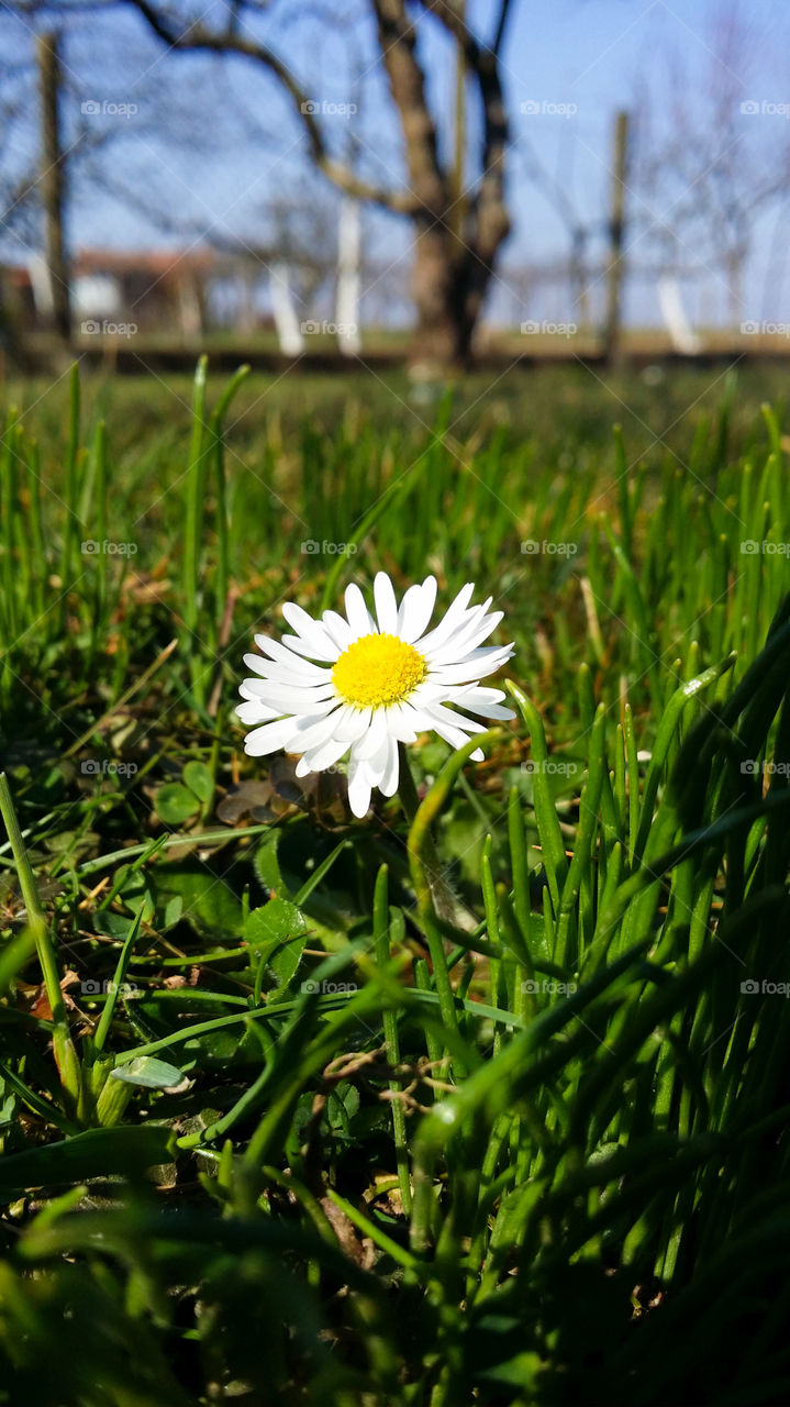 Flower. spring