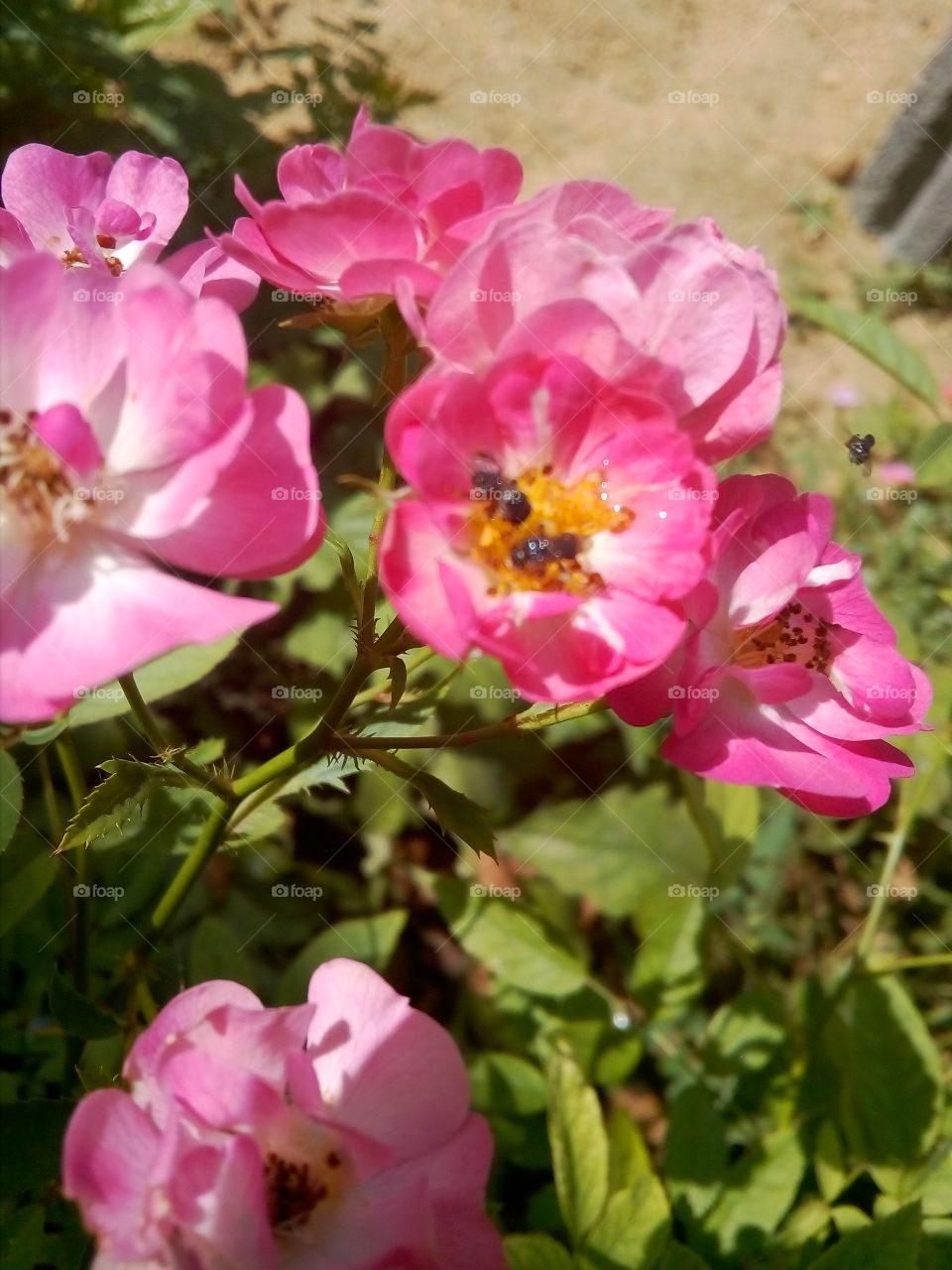 bees of flower