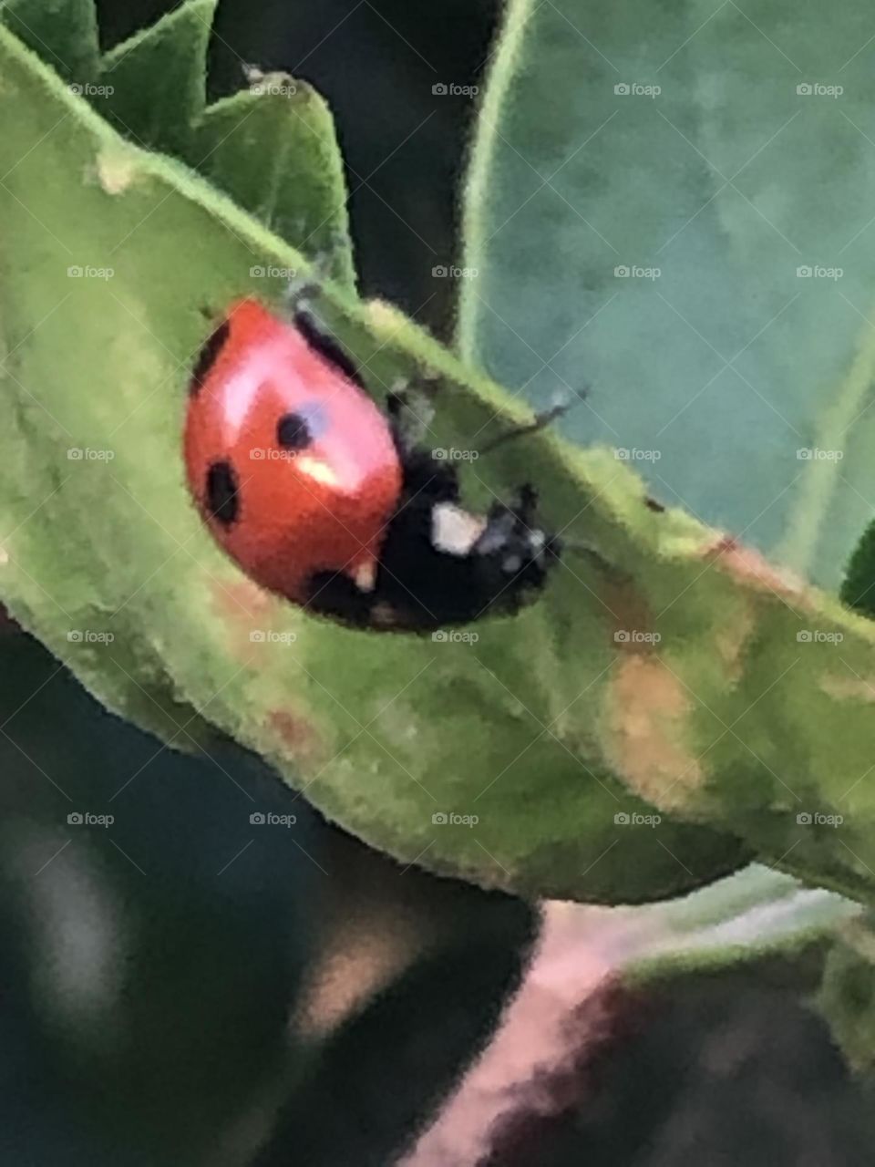 Beautiful ladybug on a green leaves 