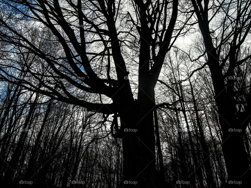 Silhouette of trees in forest