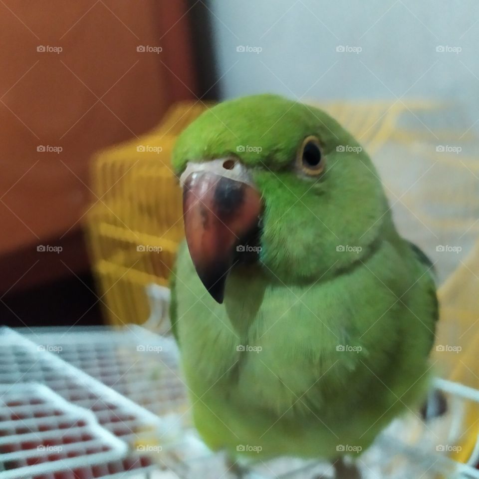 Parrot photography 