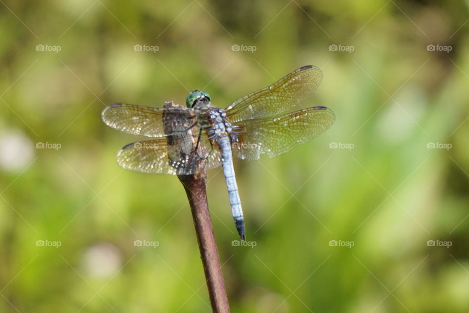 Dragonfly close up 