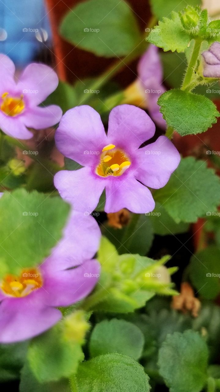 Tiny purple flowers