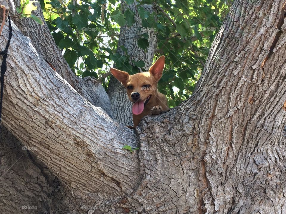 Perrita Chihuahua feliz arriba de un árbol 