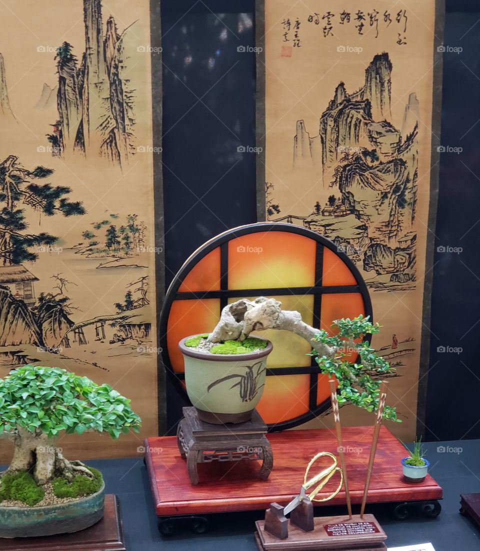 The art of Bonsai