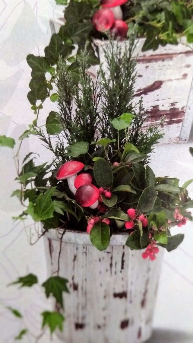 pot with plants