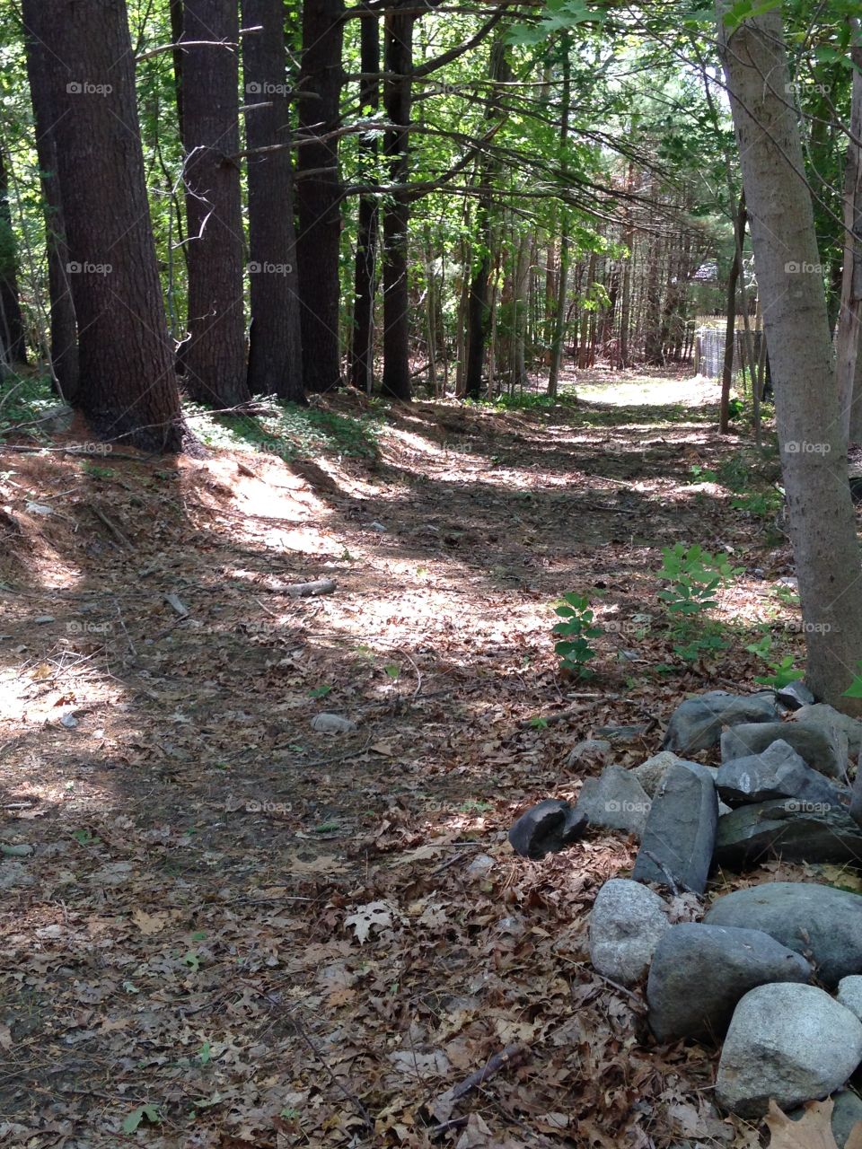 Mission Between Sunset Sunrise. Play of light from sunset or sunrise on quiet roadway in the woods. Trees cast eerie shadows.