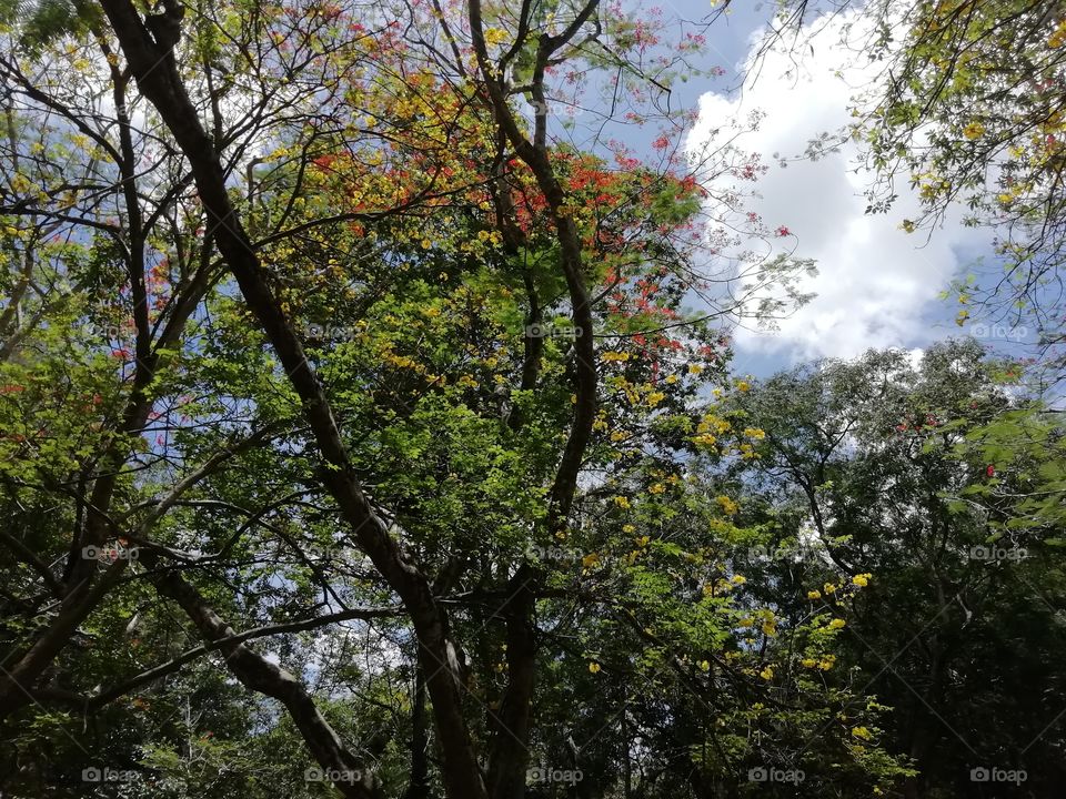 Beautiful sceneries at the botanical Garden # sky through the trees