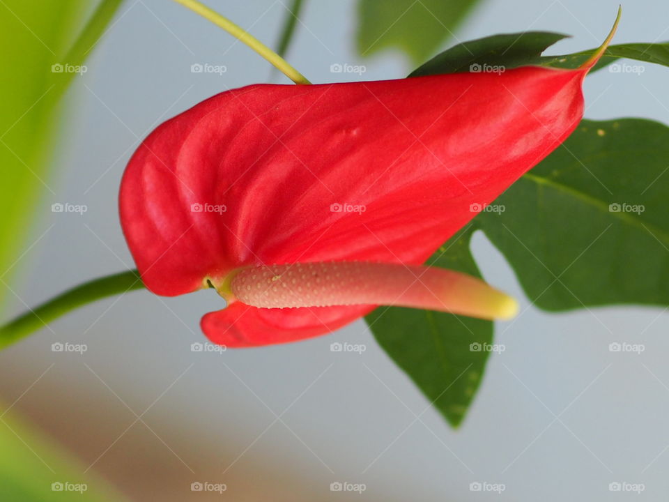 Anthurium