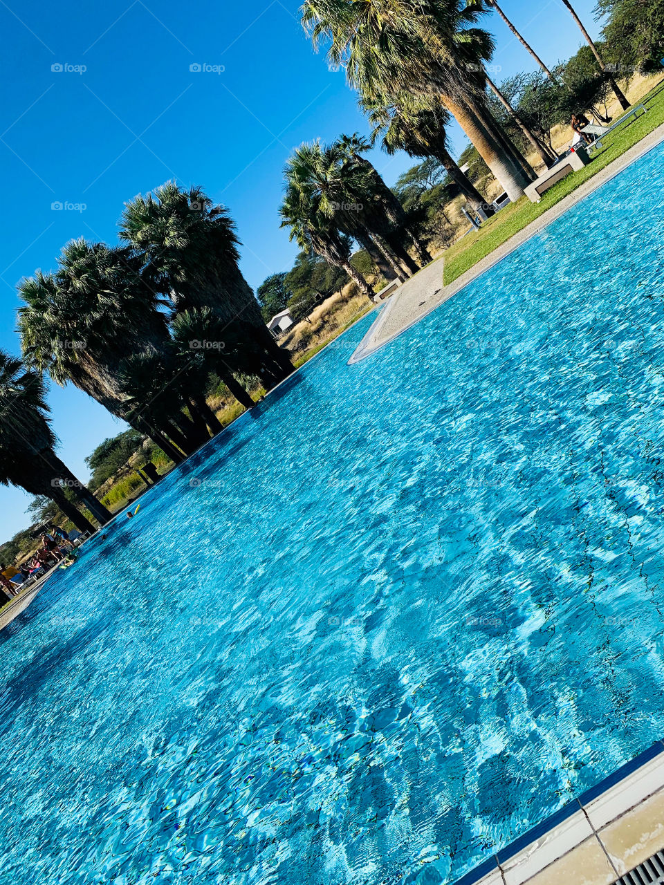 A beautiful blue water in a big outdoor pool with tall palm trees. I great ideal for cooling of in summer. 