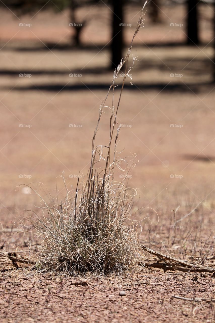 Dry native lemon grass in the Australian outback Flinders Ranges South Australia 
