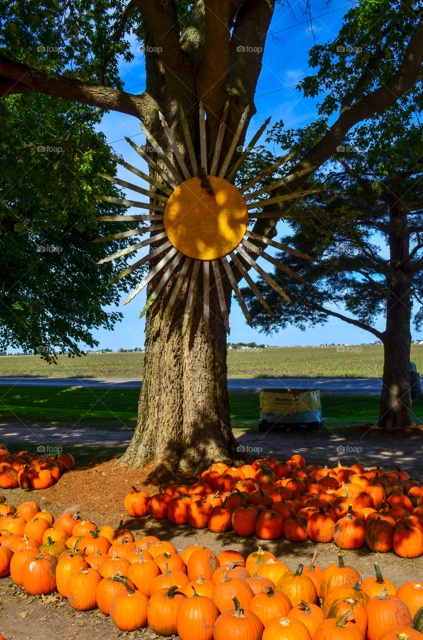 Pumpkins on display under the sun at a local pumpkin patch