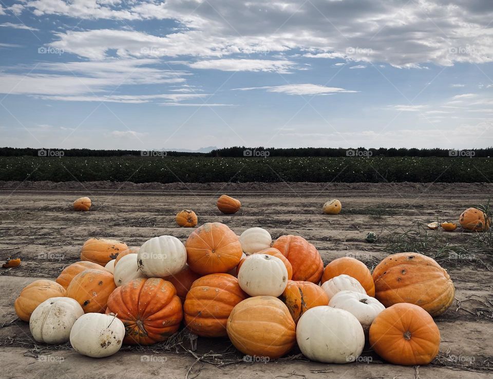 Time for Pumpkin Patch 