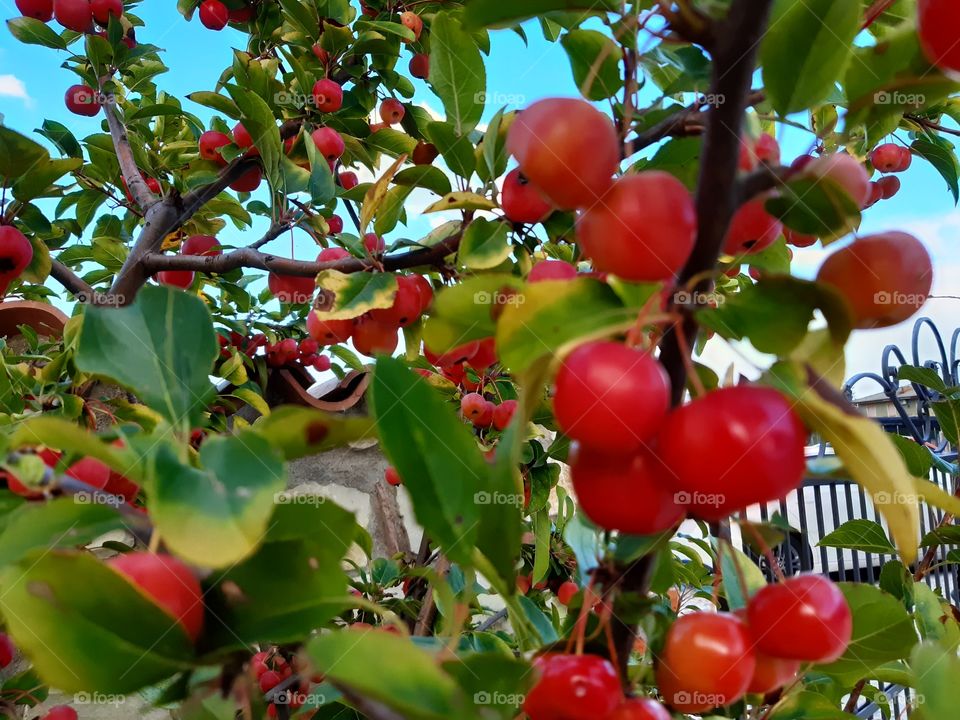 little red apples in Autumn