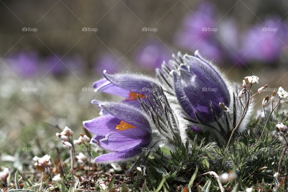 Closeup macro of purple flowers in spring season 