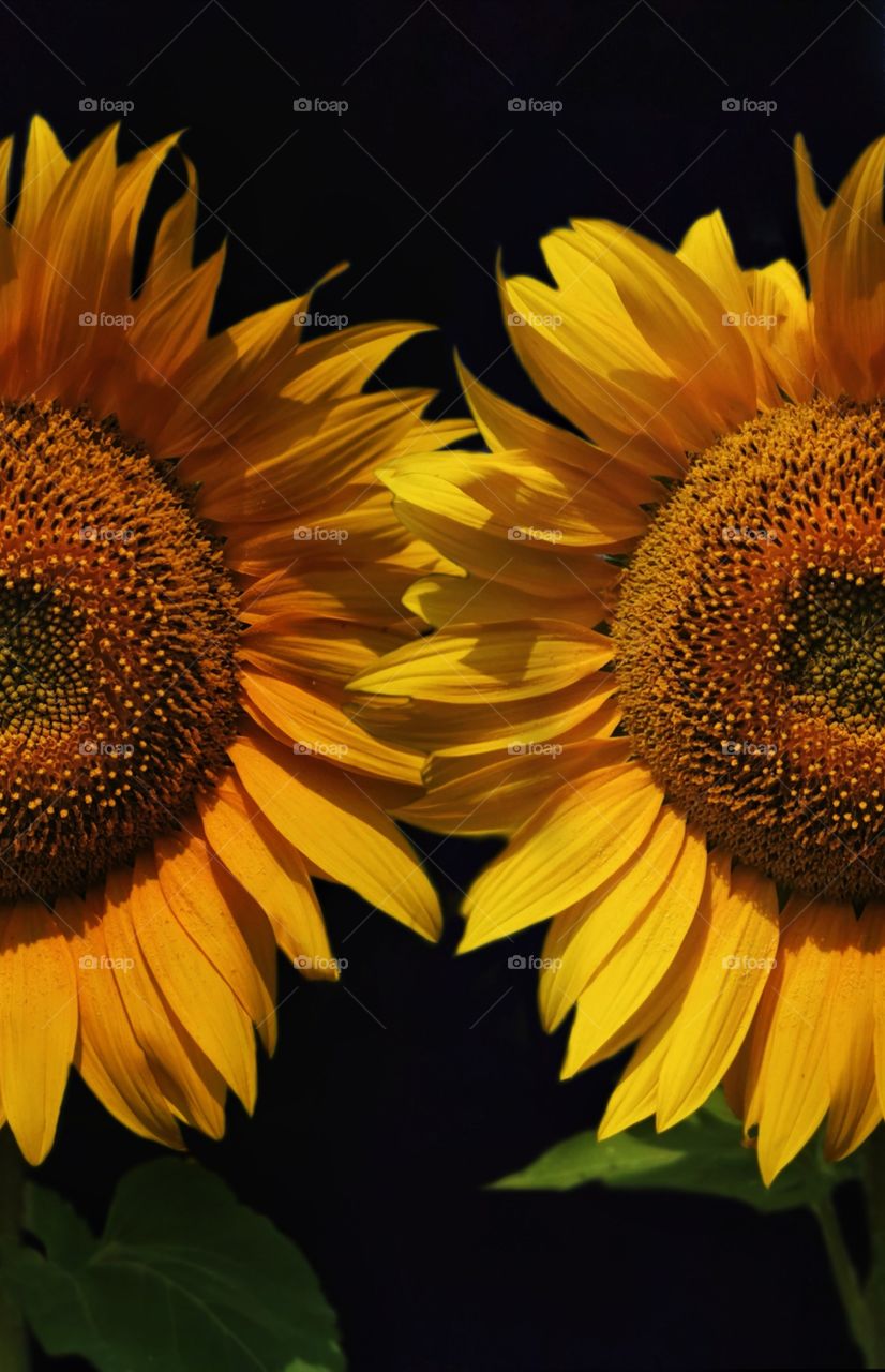 Love to make nature photos and edit them. Here is part of my sunflower collection. Hope you like my work.