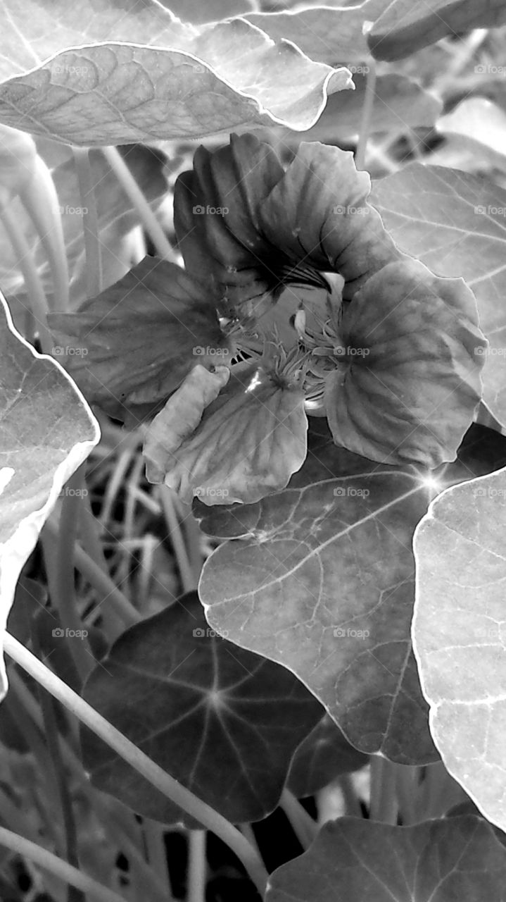 Nasturtiums. Flowers