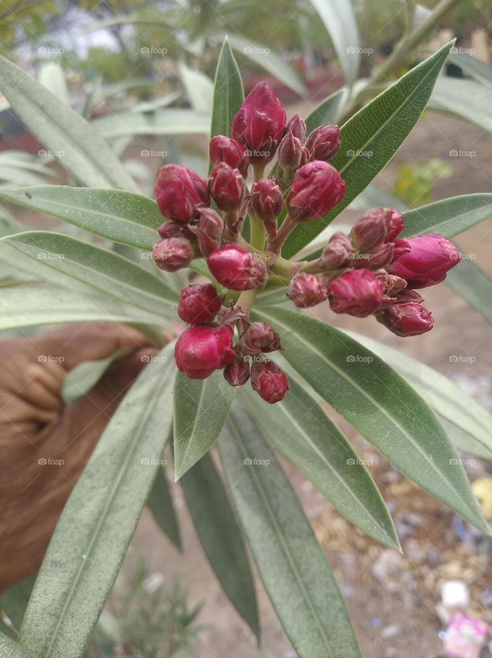 red oleander bud growing up very beautiful generally found everywhere fresh seasonal